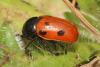 Cryptocephalus loreyi
